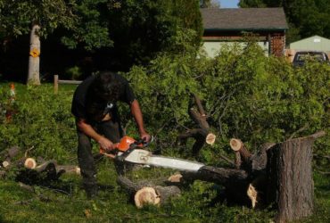 Hedge Trimming